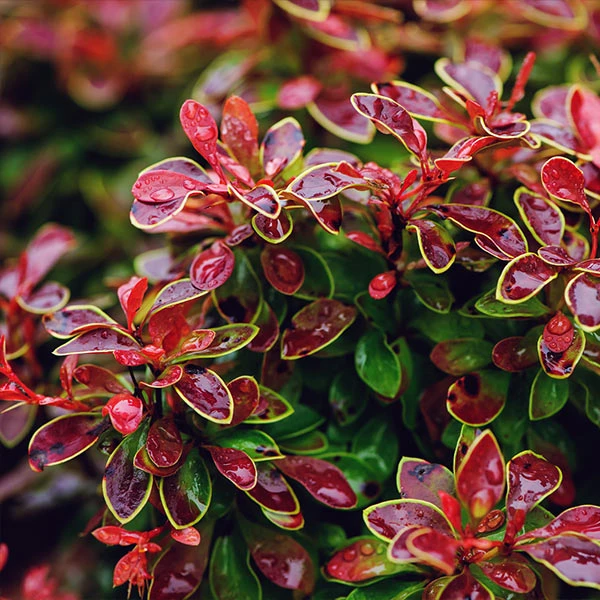 BrighterBlooms Sales 29 Brighter Blooms Admiration Barberry Shrub