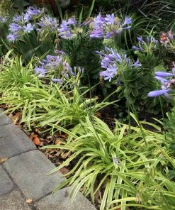 Brighter Blooms Neverland Lily Of The Nile Perennials