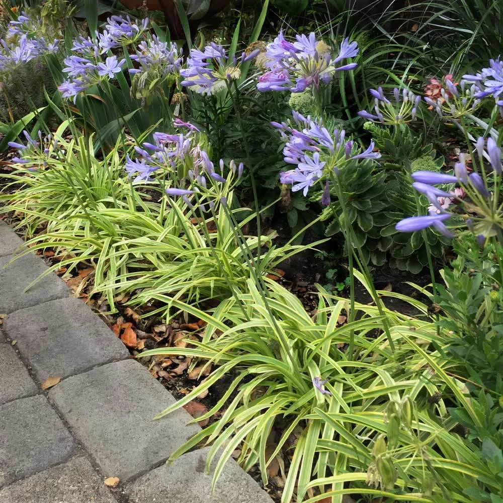 Brighter Blooms Neverland Lily Of The Nile Perennials 2 Brighter Blooms Neverland Lily Of The Nile Perennials