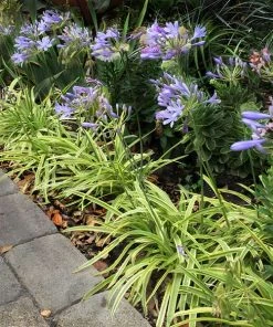 Brighter Blooms Neverland Lily Of The Nile Perennials