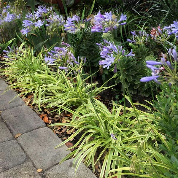 Brighter Blooms Neverland Lily Of The Nile Perennials 1 Brighter Blooms Neverland Lily Of The Nile Perennials