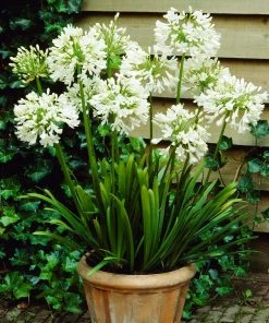 Brighter Blooms Lily Of The Nile (White) Plant 8 Brighter Blooms Lily Of The Nile (White) Plant