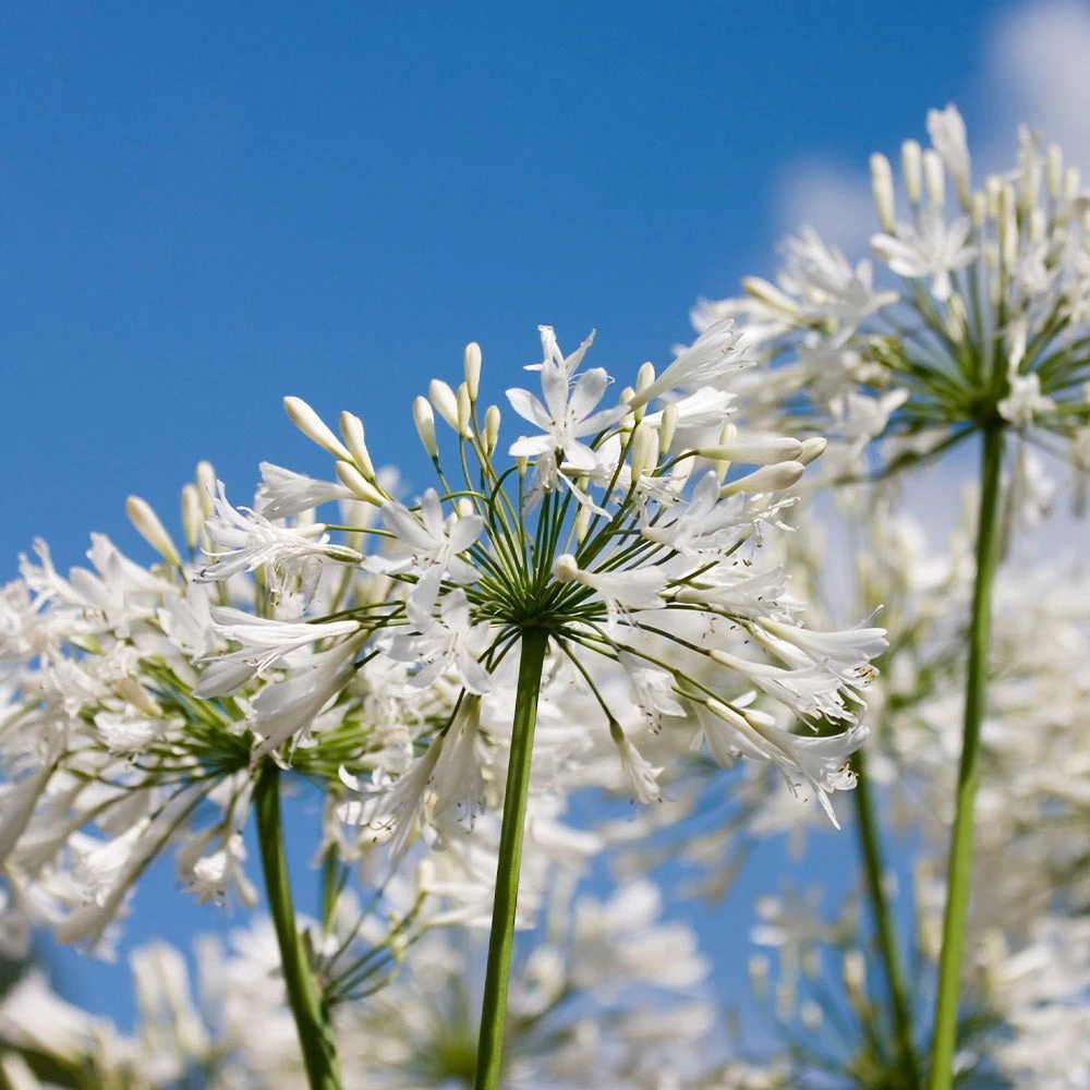 Brighter Blooms Lily Of The Nile (White) Plant 5 Brighter Blooms Lily Of The Nile (White) Plant