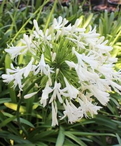 Brighter Blooms Lily Of The Nile (White) Plant 7 Brighter Blooms Lily Of The Nile (White) Plant