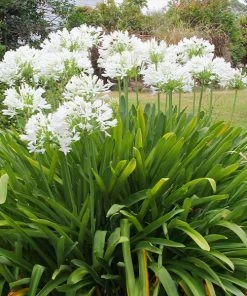 Brighter Blooms Lily Of The Nile (White) Plant