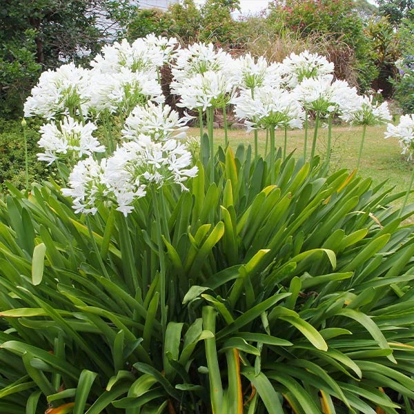 Brighter Blooms Lily Of The Nile (White) Plant 1 Brighter Blooms Lily Of The Nile (White) Plant