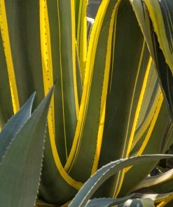 Brighter Blooms Variegated Century Plant Shrubs & Hedges 7 Brighter Blooms Variegated Century Plant Shrubs & Hedges