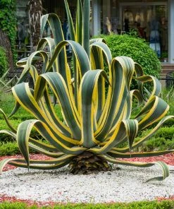 Brighter Blooms Variegated Century Plant Shrubs & Hedges 6 Brighter Blooms Variegated Century Plant Shrubs & Hedges