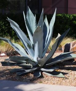 Brighter Blooms Blue American Agave Plant Shrubs & Hedges 7 Brighter Blooms Blue American Agave Plant Shrubs & Hedges
