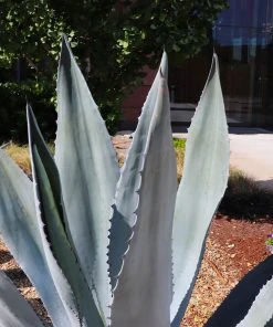 Brighter Blooms Blue American Agave Plant Shrubs & Hedges 8 Brighter Blooms Blue American Agave Plant Shrubs & Hedges