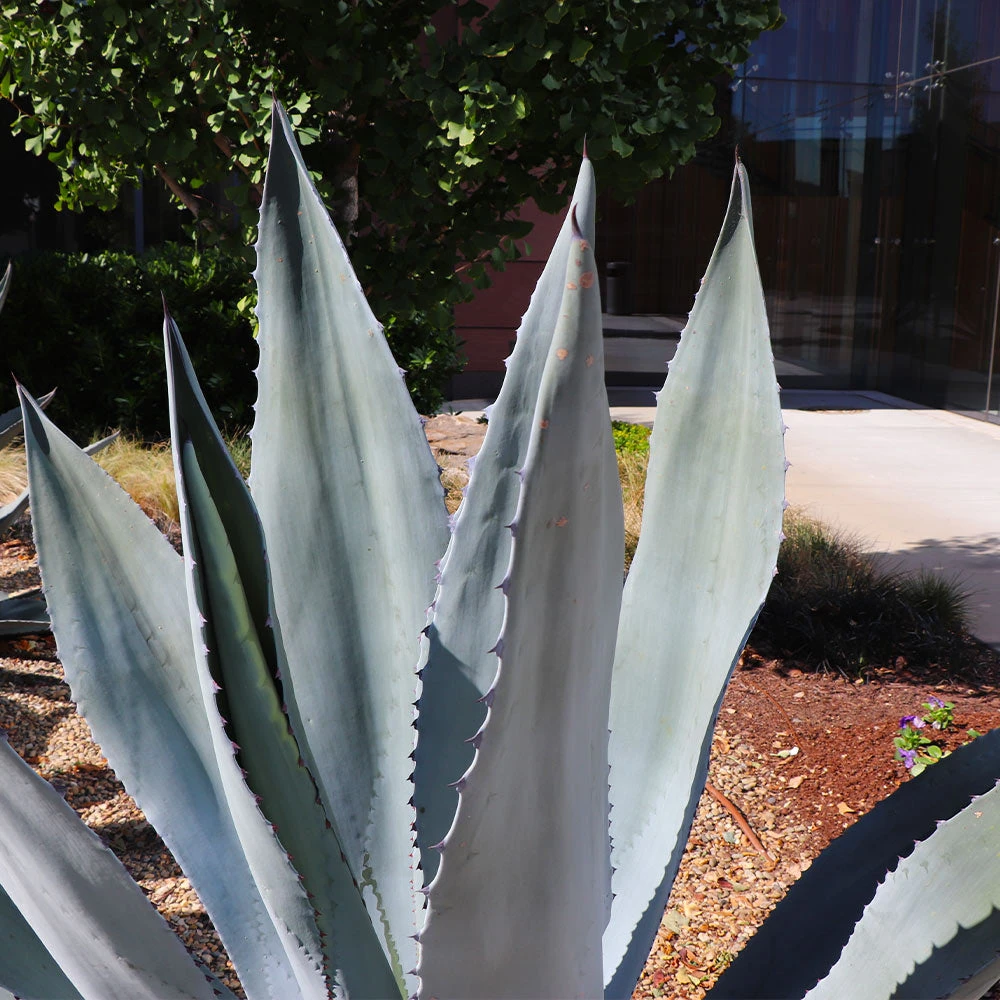 Brighter Blooms Blue American Agave Plant Shrubs & Hedges 4 Brighter Blooms Blue American Agave Plant Shrubs & Hedges
