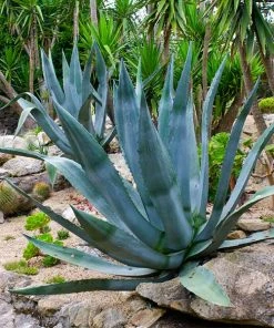 Brighter Blooms Blue American Agave Plant Shrubs & Hedges