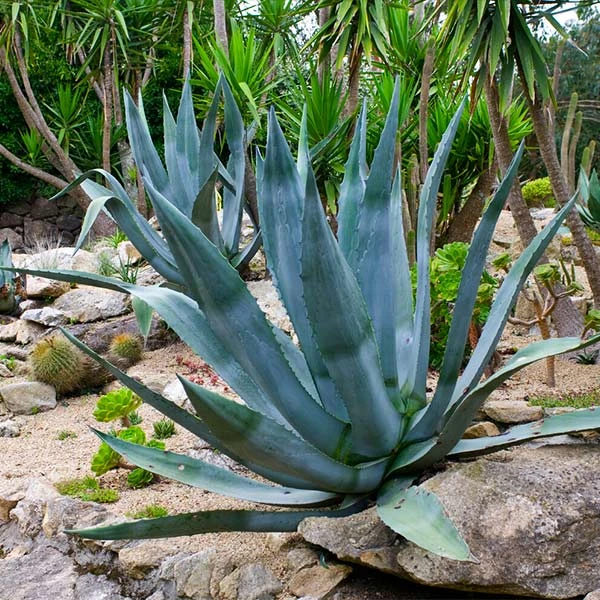 Brighter Blooms Blue American Agave Plant Shrubs & Hedges 1 Brighter Blooms Blue American Agave Plant Shrubs & Hedges