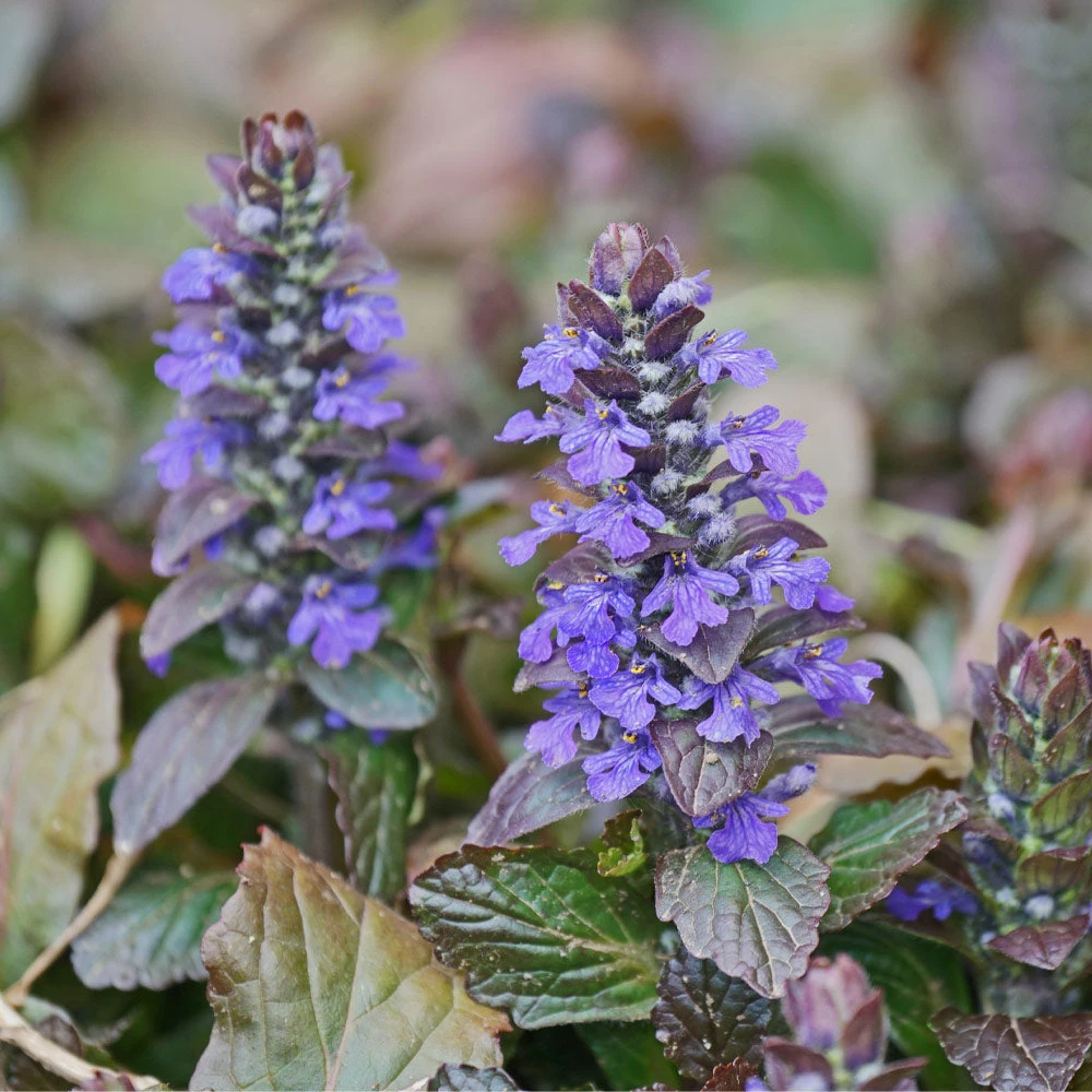 Brighter Blooms Chocolate Chip Ajuga Plant 2 Brighter Blooms Chocolate Chip Ajuga Plant