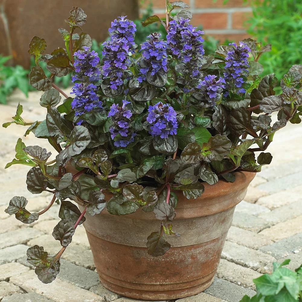 Brighter Blooms Chocolate Chip Ajuga Plant 4 Brighter Blooms Chocolate Chip Ajuga Plant