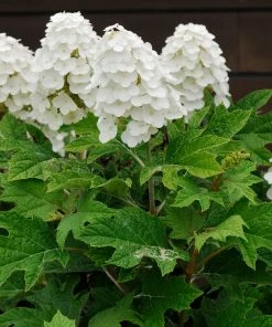 Brighter Blooms Alice Oakleaf Hydrangea Shrub Shrubs & Hedges