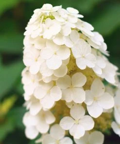 Brighter Blooms Alice Oakleaf Hydrangea Shrub Shrubs & Hedges 6 Brighter Blooms Alice Oakleaf Hydrangea Shrub Shrubs & Hedges
