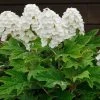 Brighter Blooms Alice Oakleaf Hydrangea Shrub Shrubs & Hedges