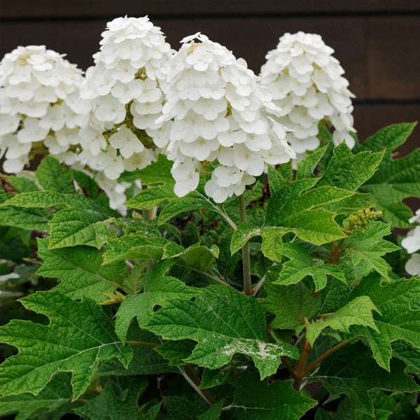Brighter Blooms Alice Oakleaf Hydrangea Shrub Shrubs & Hedges 1 Brighter Blooms Alice Oakleaf Hydrangea Shrub Shrubs & Hedges