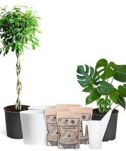 Brighter Blooms House & Patio All-in-One House Plant Kit