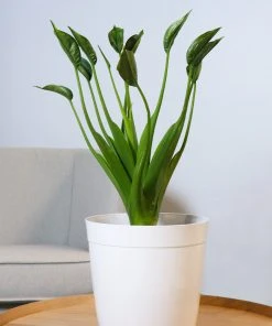 Brighter Blooms Rare House Plant Kit House & Patio 11 Brighter Blooms Rare House Plant Kit House & Patio