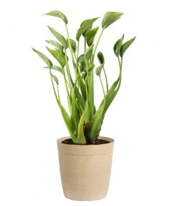 Brighter Blooms House & Patio Tiny Dancer Plant 12 Brighter Blooms House & Patio Tiny Dancer Plant