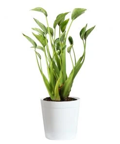 Brighter Blooms House & Patio Tiny Dancer Plant 14 Brighter Blooms House & Patio Tiny Dancer Plant