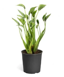 Brighter Blooms House & Patio Tiny Dancer Plant 13 Brighter Blooms House & Patio Tiny Dancer Plant