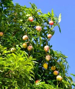 Brighter Blooms Alphonso Mango Tree 10 Brighter Blooms Alphonso Mango Tree