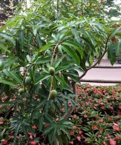 Brighter Blooms Alphonso Mango Tree 12 Brighter Blooms Alphonso Mango Tree