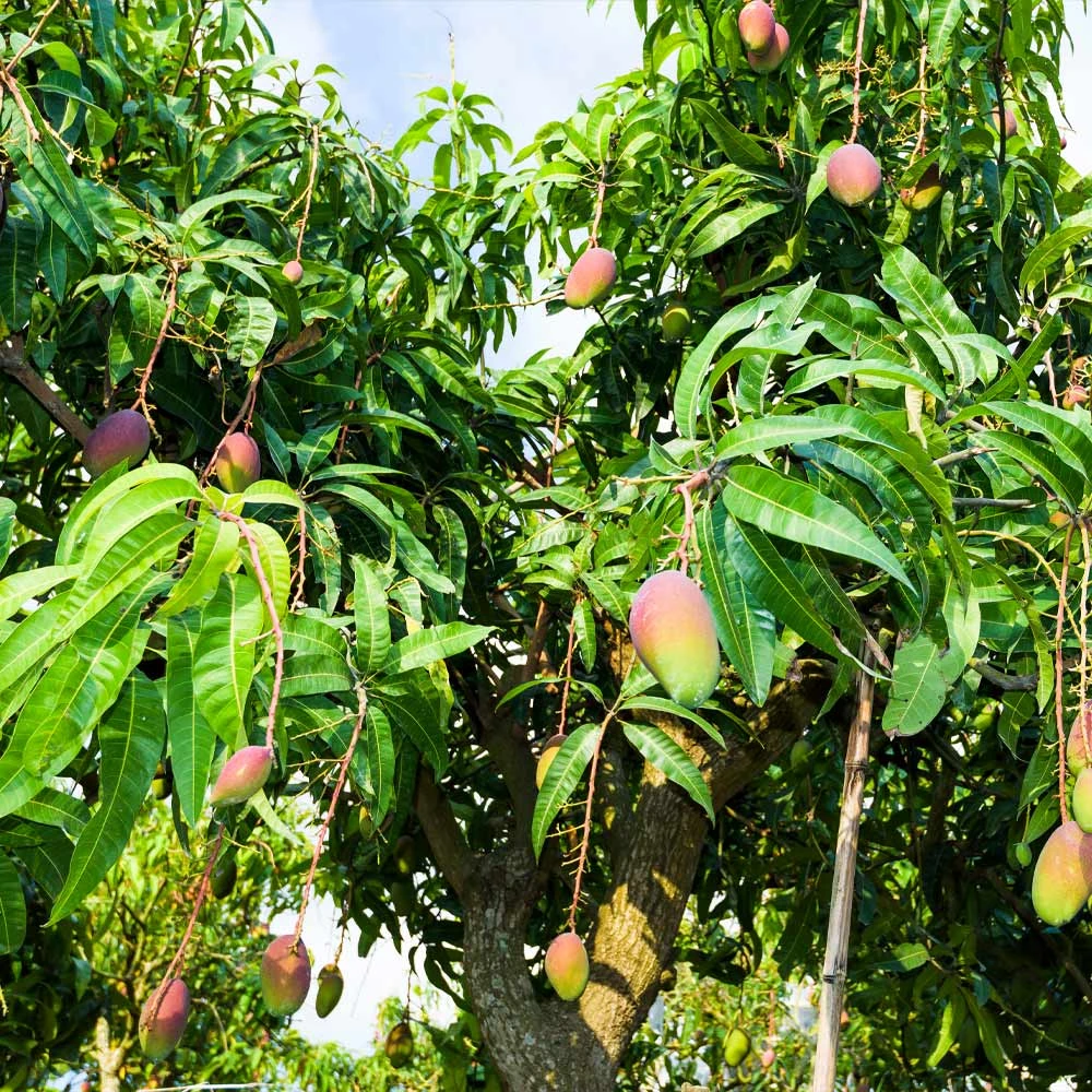 Brighter Blooms Alphonso Mango Tree 2 Brighter Blooms Alphonso Mango Tree