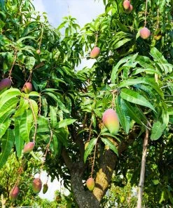 Brighter Blooms Mangos Trees Mango Kit 11 Brighter Blooms Mangos Trees Mango Kit