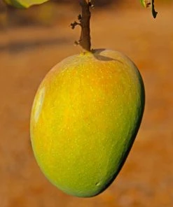 Brighter Blooms Alphonso Mango Tree 9 Brighter Blooms Alphonso Mango Tree