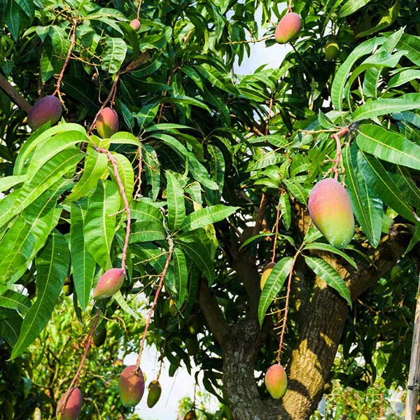 Brighter Blooms Alphonso Mango Tree 1 Brighter Blooms Alphonso Mango Tree