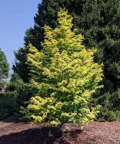 Brighter Blooms Amber Glow™ Redwood Tree 9 Brighter Blooms Amber Glow™ Redwood Tree
