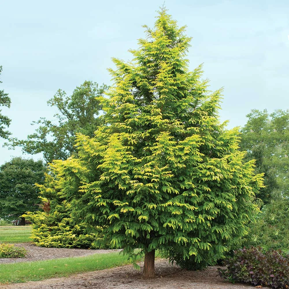 Brighter Blooms Amber Glow™ Redwood Tree 2 Brighter Blooms Amber Glow™ Redwood Tree