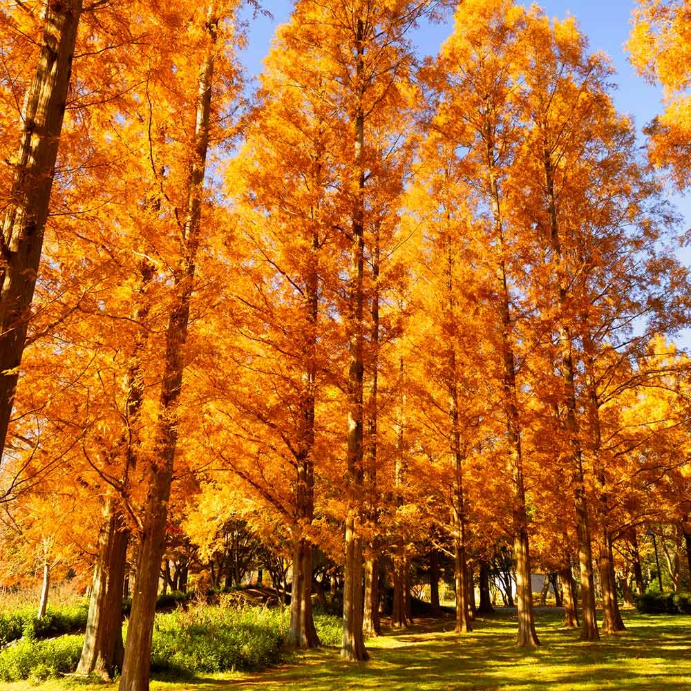 Brighter Blooms Amber Glow™ Redwood Tree 4 Brighter Blooms Amber Glow™ Redwood Tree