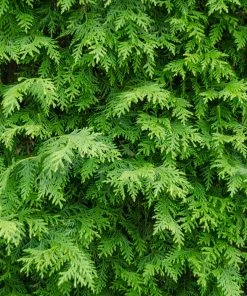 Brighter Blooms Evergreen & Privacy American Arborvitae Tree 8 Brighter Blooms Evergreen & Privacy American Arborvitae Tree