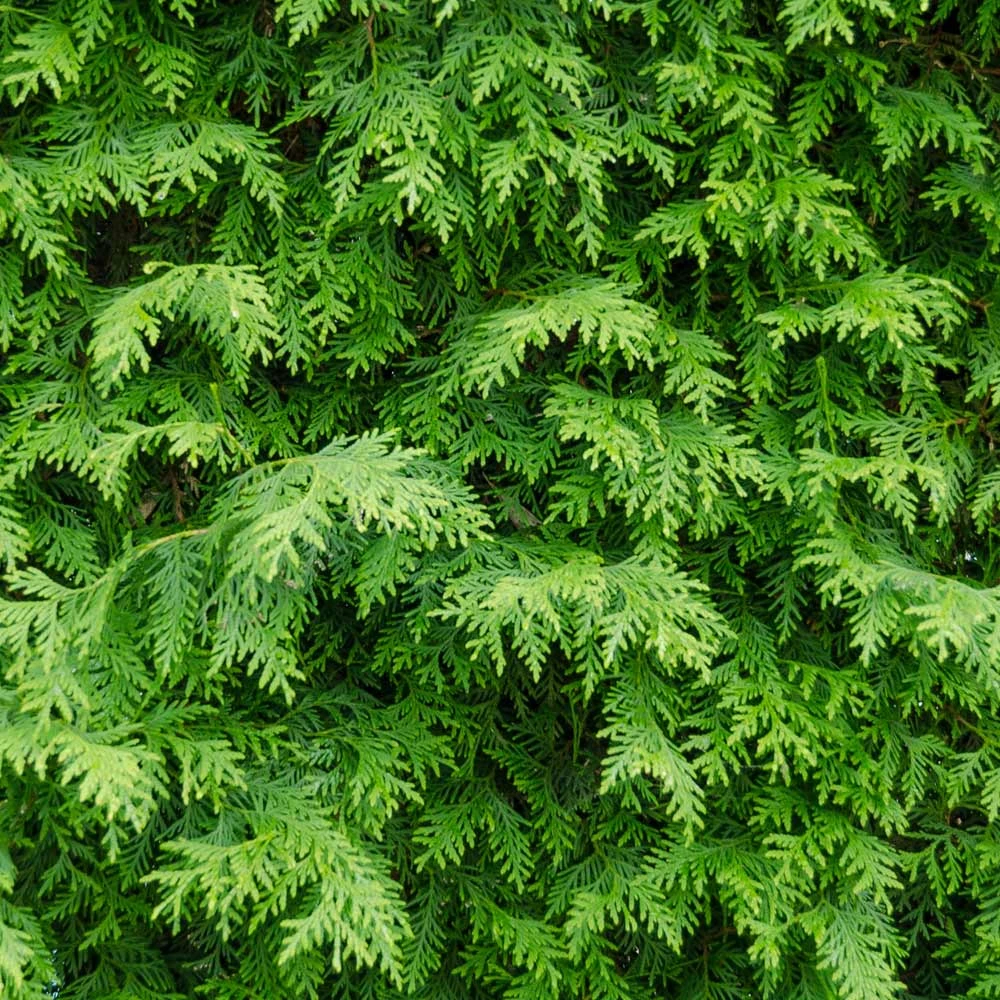 Brighter Blooms Evergreen & Privacy American Arborvitae Tree 3 Brighter Blooms Evergreen & Privacy American Arborvitae Tree