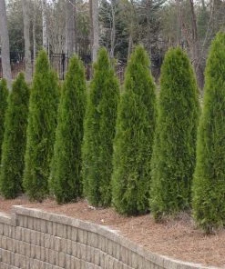 Brighter Blooms Evergreen & Privacy American Arborvitae Tree 9 Brighter Blooms Evergreen & Privacy American Arborvitae Tree