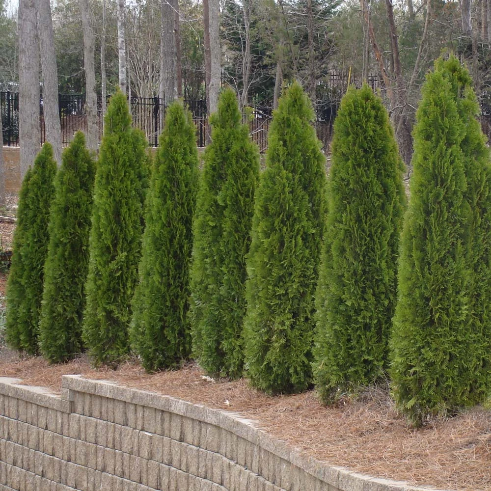 Brighter Blooms Evergreen & Privacy American Arborvitae Tree 4 Brighter Blooms Evergreen & Privacy American Arborvitae Tree