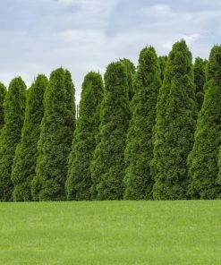 Brighter Blooms Evergreen & Privacy American Arborvitae Tree