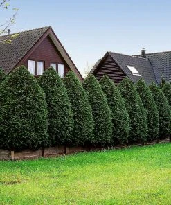 Brighter Blooms Evergreen & Privacy American Arborvitae Tree 11 Brighter Blooms Evergreen & Privacy American Arborvitae Tree