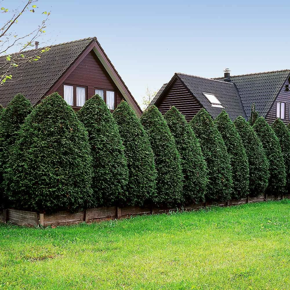Brighter Blooms Evergreen & Privacy American Arborvitae Tree 6 Brighter Blooms Evergreen & Privacy American Arborvitae Tree