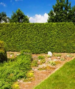 Brighter Blooms Evergreen & Privacy American Arborvitae Tree 10 Brighter Blooms Evergreen & Privacy American Arborvitae Tree