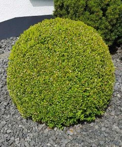 Brighter Blooms American Boxwood Shrub Shrubs & Hedges 11 Brighter Blooms American Boxwood Shrub Shrubs & Hedges