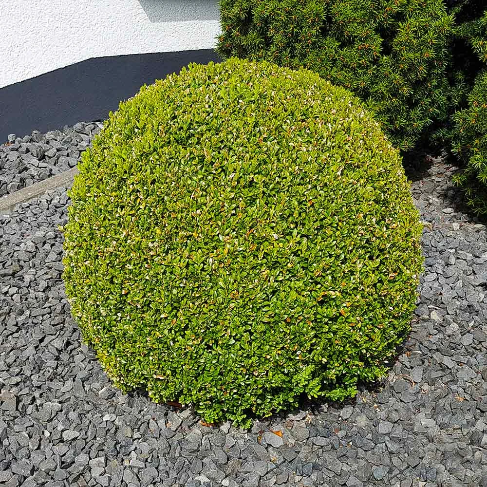 Brighter Blooms American Boxwood Shrub Shrubs & Hedges 6 Brighter Blooms American Boxwood Shrub Shrubs & Hedges