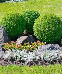 Brighter Blooms American Boxwood Shrub Shrubs & Hedges 9 Brighter Blooms American Boxwood Shrub Shrubs & Hedges