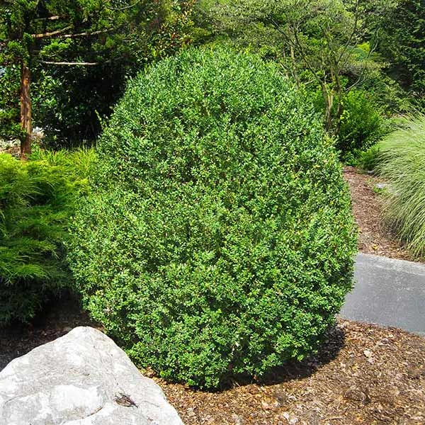 Brighter Blooms American Boxwood Shrub Shrubs & Hedges 1 Brighter Blooms American Boxwood Shrub Shrubs & Hedges