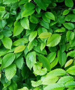 Brighter Blooms Shade Trees American Elm Tree 8 Brighter Blooms Shade Trees American Elm Tree
